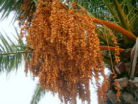Экзотическое сельское хозяйство, или Свой бизнес по выращиванию финиковых пальм